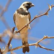 Cape Sparrow