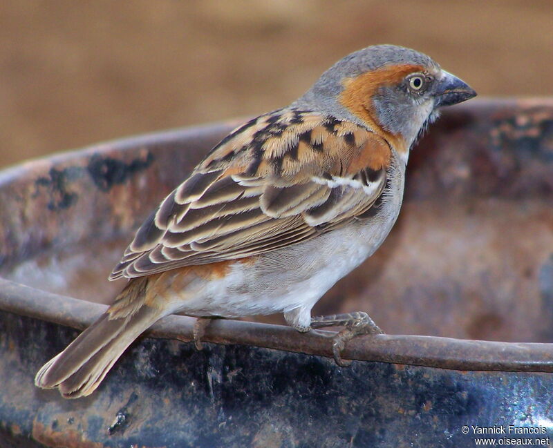 Kenya Sparrow male adult breeding, identification, aspect