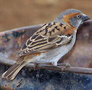 Kenya Sparrow