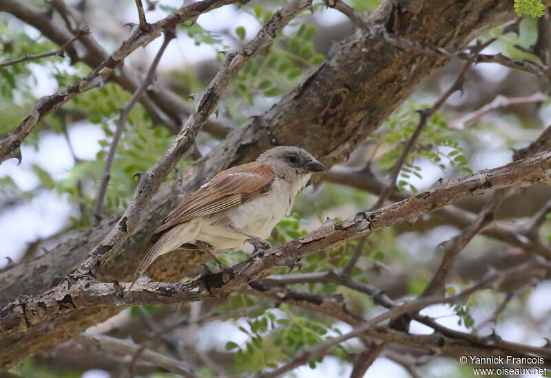 Southern Grey-headed Sparrowadult, habitat, aspect