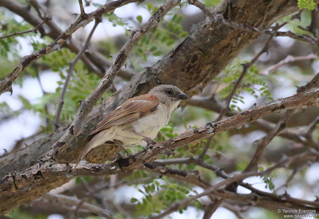 Southern Grey-headed Sparrowadult, habitat, aspect