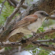 Southern Grey-headed Sparrow