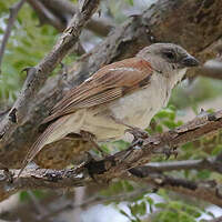 Moineau sud-africain