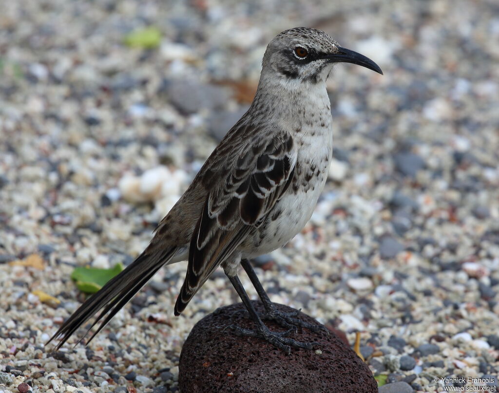 Espanola Mockingbirdadult, identification, aspect