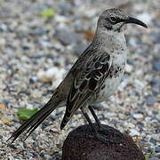 Espanola Mockingbird