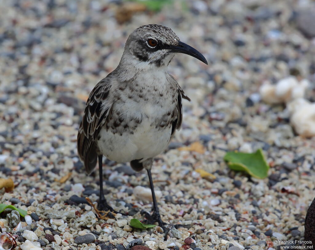 Espanola Mockingbirdadult, identification, aspect