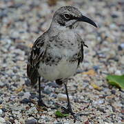 Espanola Mockingbird