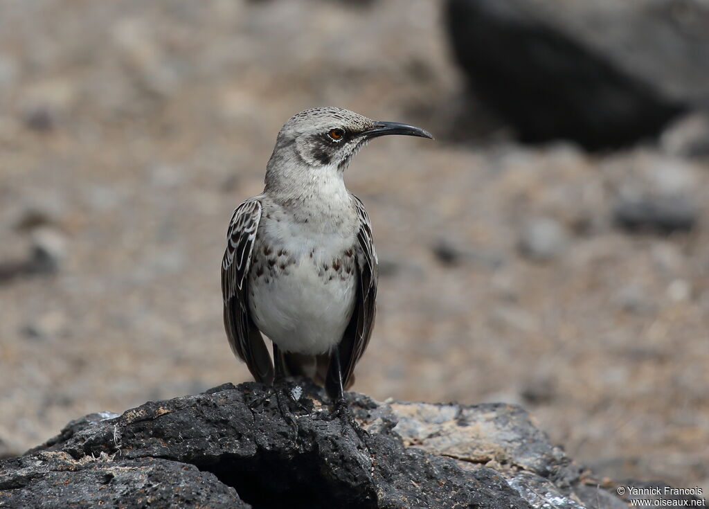 Espanola Mockingbirdadult, habitat, aspect