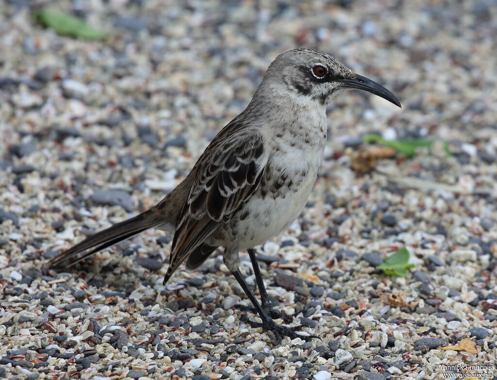 Espanola Mockingbirdadult, identification, aspect