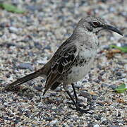 Espanola Mockingbird