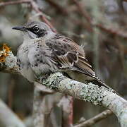 San Cristobal Mockingbird