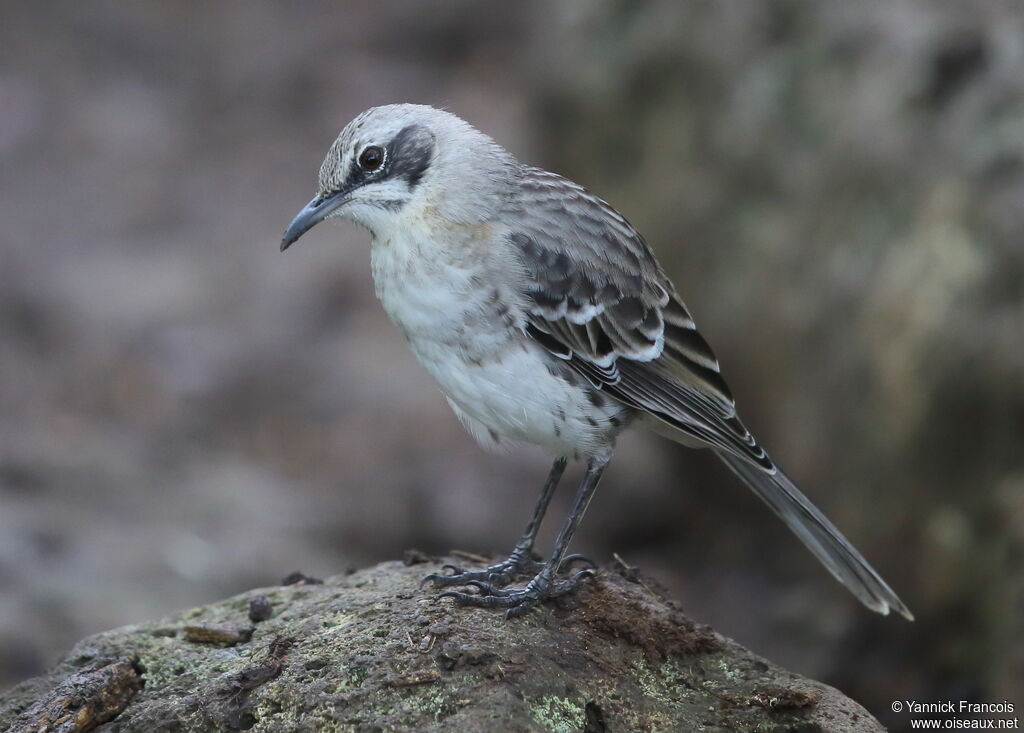 San Cristobal Mockingbirdadult, identification, aspect