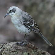 San Cristobal Mockingbird