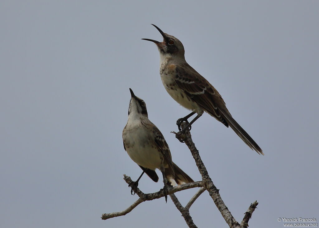 Moqueur de San Cristobaladulte, habitat, composition, chant