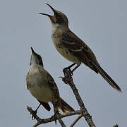 San Cristobal Mockingbird