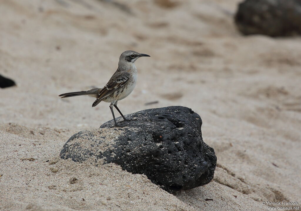 Moqueur de San Cristobaladulte, habitat, composition