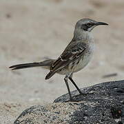 San Cristobal Mockingbird