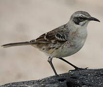 San Cristobal Mockingbird