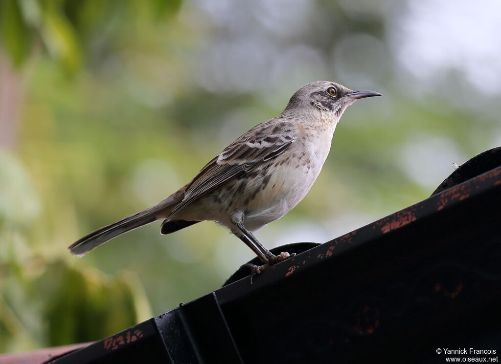 Moqueur de San Cristobaladulte, identification, composition