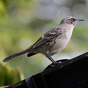 San Cristobal Mockingbird