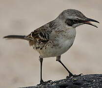 San Cristobal Mockingbird