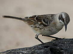 San Cristobal Mockingbird