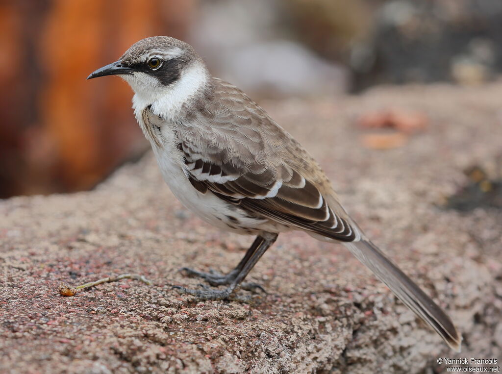 Galapagos Mockingbirdadult, identification, aspect