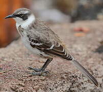 Galapagos Mockingbird