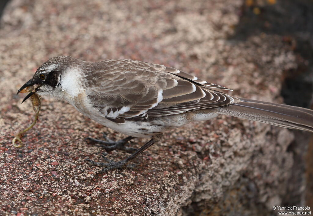 Galapagos Mockingbirdadult, identification, aspect, eats