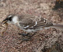 Galapagos Mockingbird