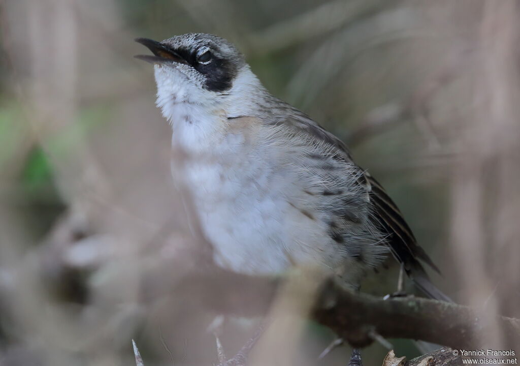 Galapagos Mockingbirdadult, identification, aspect, song