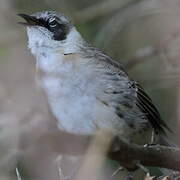 Galapagos Mockingbird