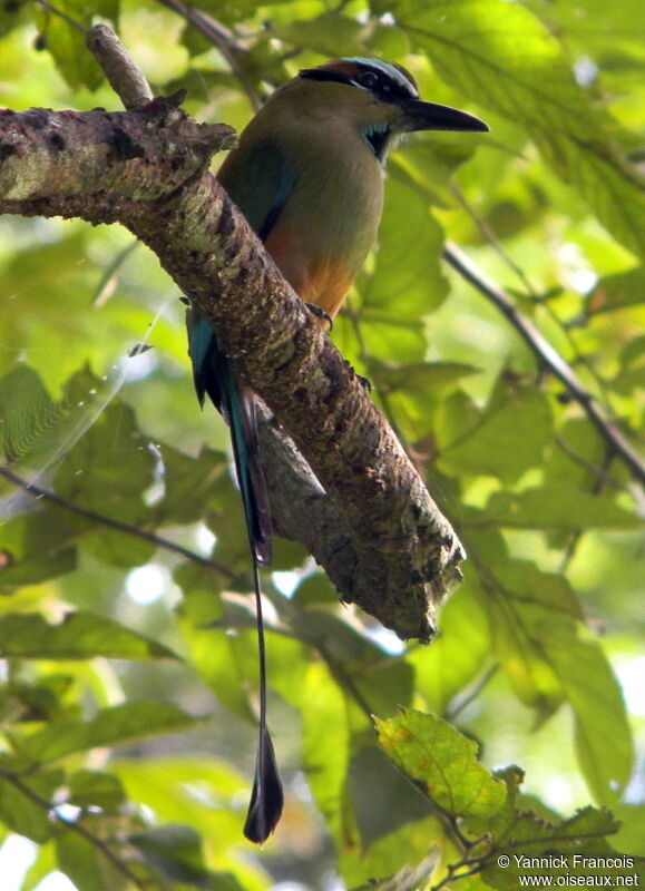 Motmot à sourcils bleusadulte, identification, composition