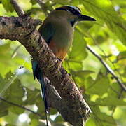 Turquoise-browed Motmot