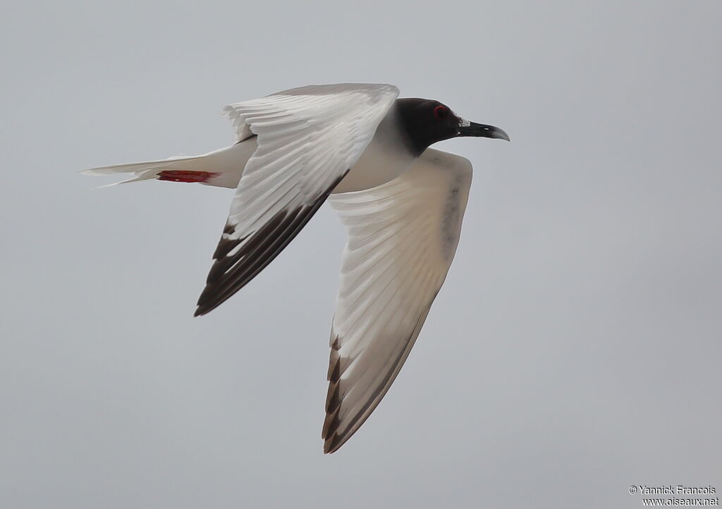 Swallow-tailed Gulladult, aspect, Flight