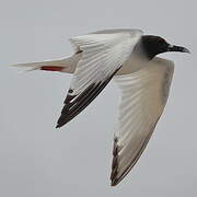 Mouette à queue fourchue