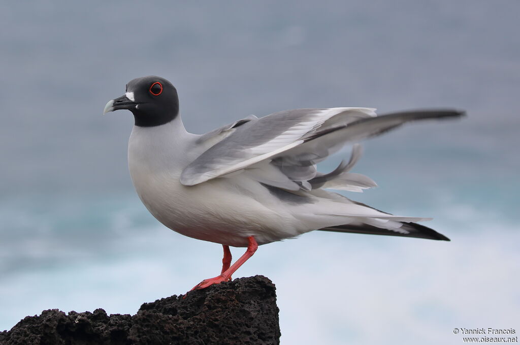 Mouette à queue fourchueadulte, identification, composition