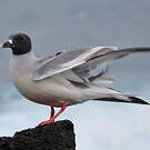 Mouette à queue fourchue