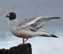 Mouette à queue fourchue