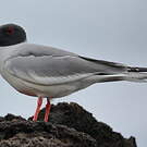Mouette à queue fourchue