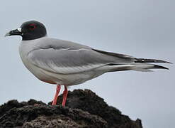 Swallow-tailed Gull