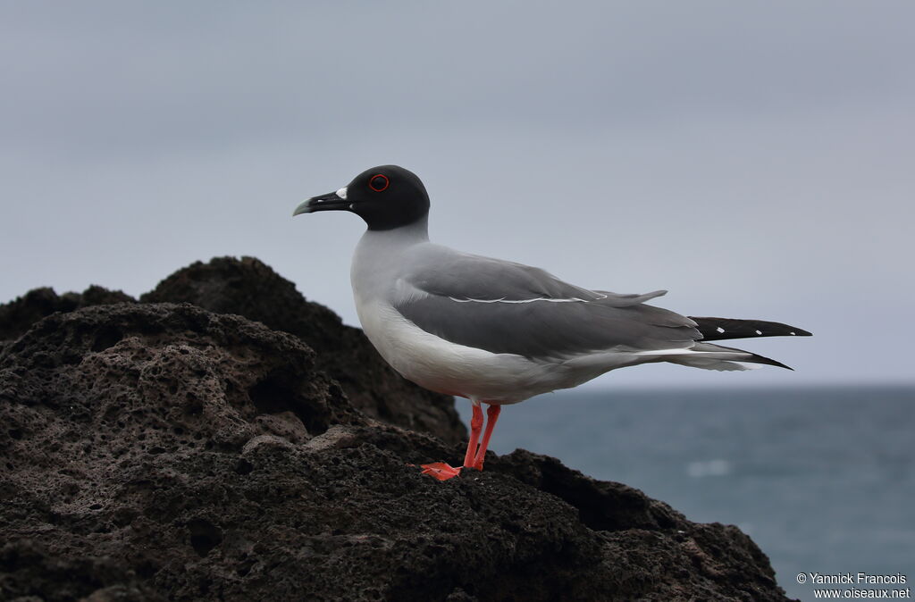 Mouette à queue fourchueadulte, habitat, composition