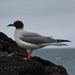 Mouette à queue fourchue