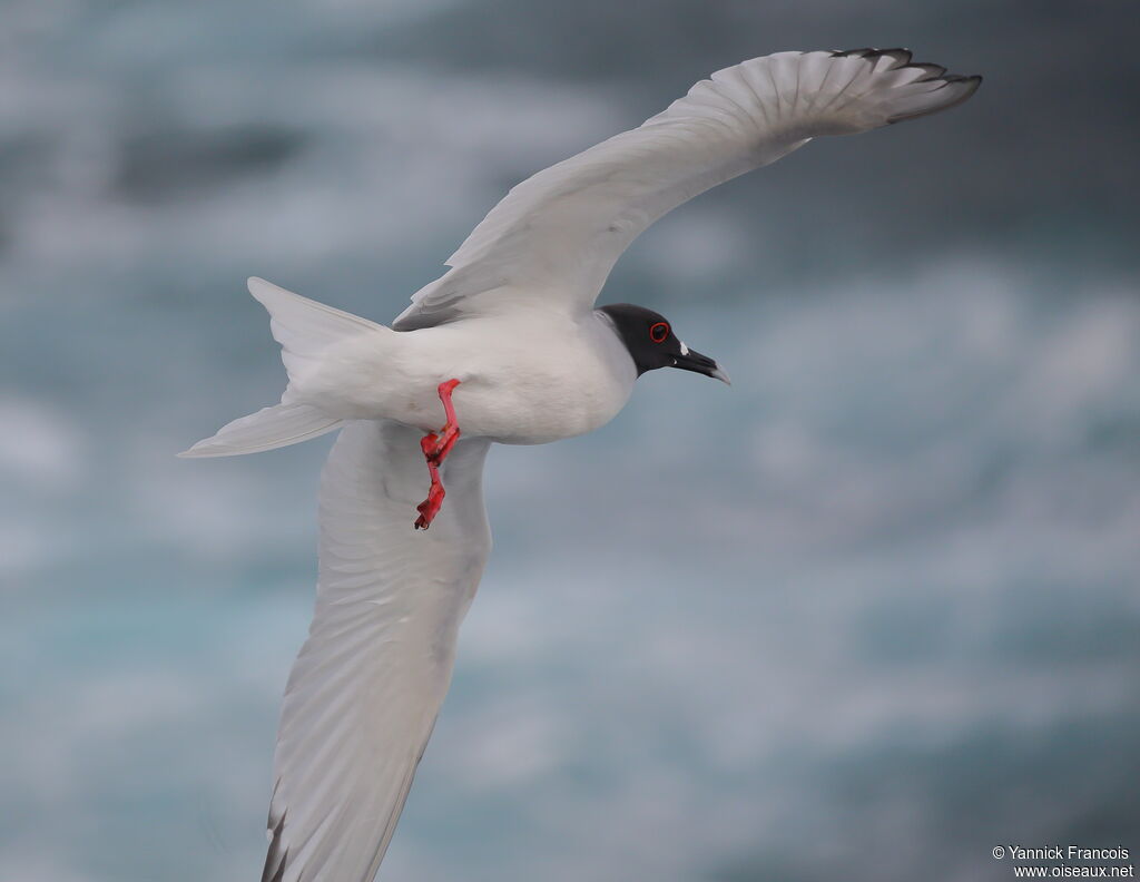 Mouette à queue fourchueadulte, composition, Vol