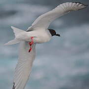 Swallow-tailed Gull