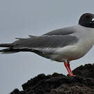 Mouette à queue fourchue