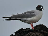 Mouette à queue fourchue