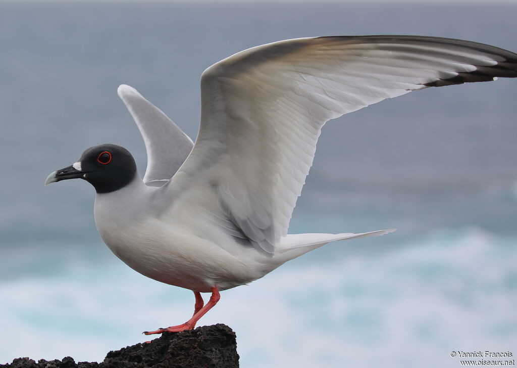 Mouette à queue fourchueadulte, identification, composition