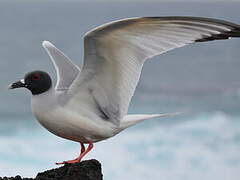 Swallow-tailed Gull