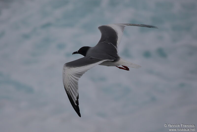 Swallow-tailed Gulladult, aspect, Flight